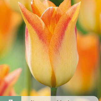 X   7 TULIPA MOONBLUSH 11/12