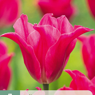 X   7 TULIPA PRETTY LOVE 11/12