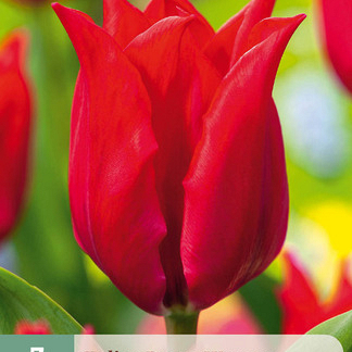 X   7 TULIPA PRETTY WOMAN 11/12