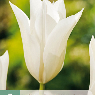 X   7 TULIPA WHITE TRIUMPHATOR 11/12