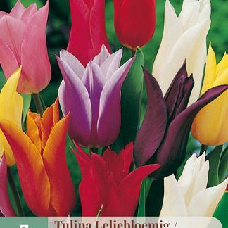 X   7 TULIPA LELIEBLOEMIG MIX 11/12