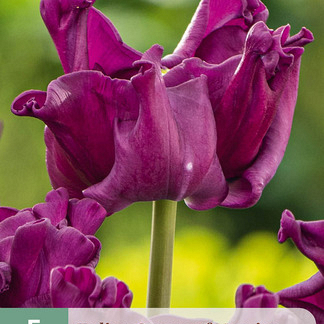 X   5 TULIPA CROWN OF NEGRITA 11/12