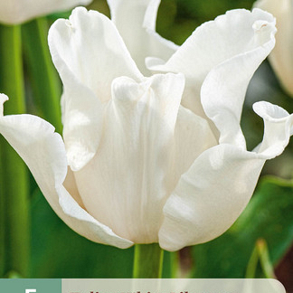 X   5 TULIPA WHITE LIBERSTAR 10/11