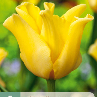 X   5 TULIPA YELLOW CROWN 11/12