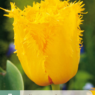 X   7 TULIPA CRYSTAL STAR 11/12