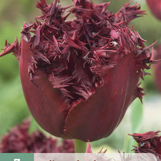 X   7 TULIPA LABRADOR 11/12