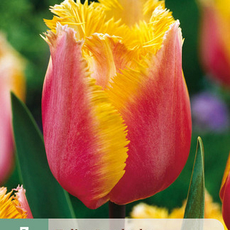 X   7 TULIPA LAMBADA 11/12