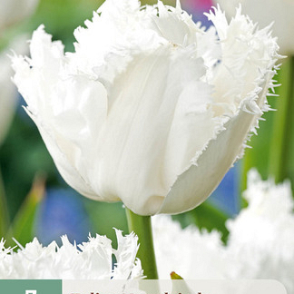 X   7 TULIPA NOORDEINDE 11/12
