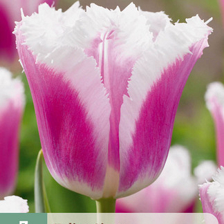 X   7 TULIPA SIESTA 11/12