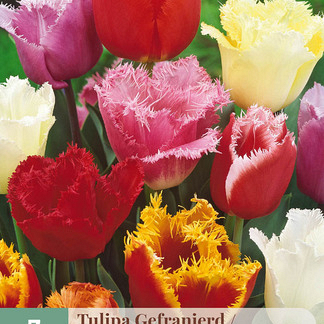 X   7 TULIPA GEFRANJERD MIX 11/12