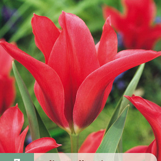 X   7 TULIPA DOLLS MINUET 11/12