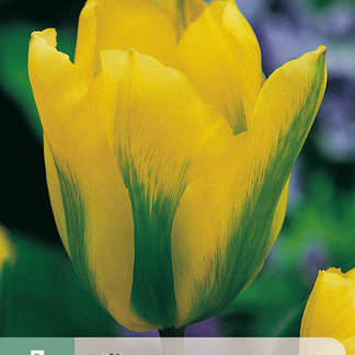 X   7 TULIPA FORMOSA 11/12