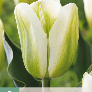 X   7 TULIPA GREEN SPIRIT 11/12