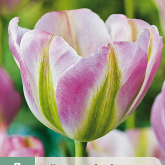 X   7 TULIPA GROENLAND 11/12