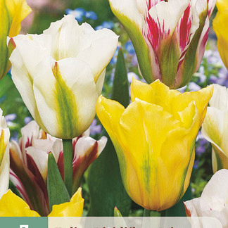 X   7 TULIPA VIRIDIFLORA MIX 11/12
