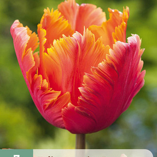X   7 TULIPA AMAZING PARROT 11/12