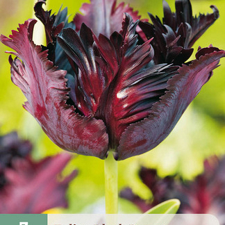 X   7 TULIPA BLACK PARROT 11/12