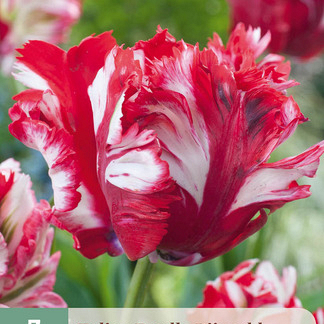 X   7 TULIPA ESTELLA RIJNVELD 11/12