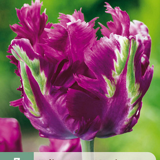 X   7 TULIPA PARROT NEGRITA 11/12