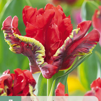 X   7 TULIPA SEADOV PARROT 11/12