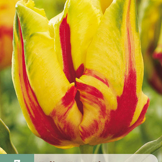 X   7 TULIPA TEXAS FLAME 11/12