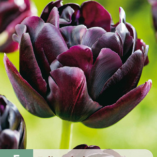 X   5 TULIPA BLACK HERO 11/12