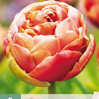 X   5 TULIPA COPPER IMAGE 11/12
