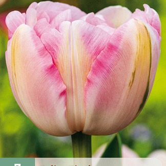 X   7 TULIPA FINOLA 11/12