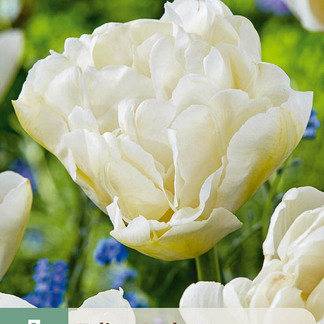 X   7 TULIPA NORTHCAP 11/12