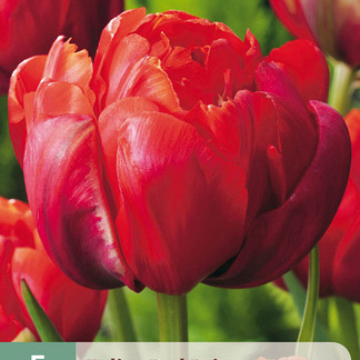 X   5 TULIPA RED PRINCESS 11/12