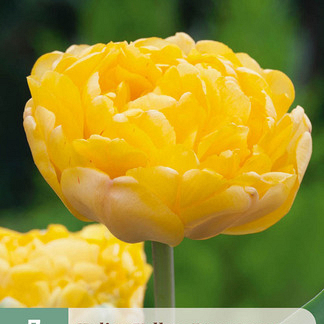 X   7 TULIPA YELLOW POMPENETTE 11/12