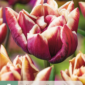 X   7 TULIPA WYNDHAM 11/12