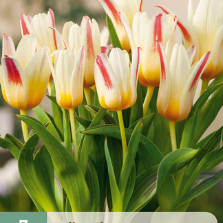 X   7 TULIPA FLORESTA 11/12