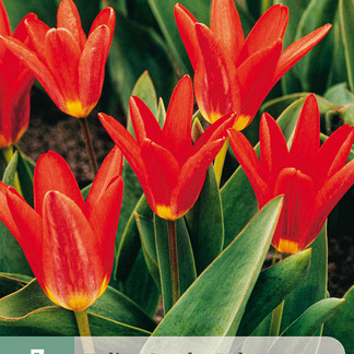 X   7 TULIPA SCARLET BABY 11/12