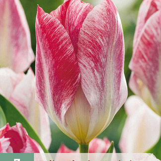 X   7 TULIPA FLAMING PURISSIMA 11/12