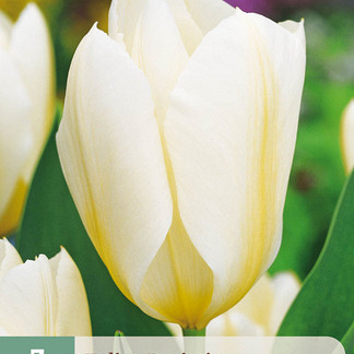 X   7 TULIPA PURISSIMA 11/12