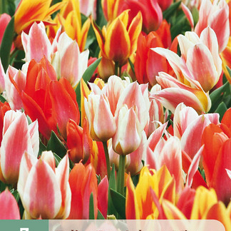 X   7 TULIPA FUN COLOURS 11/12
