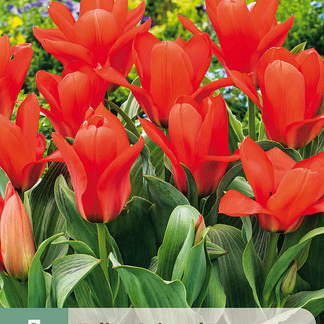 X   7 TULIPA ORIENTAL BEAUTY 11/12