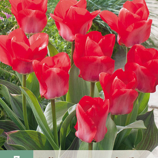 X   7 TULIPA TRAUTTMANSDORFF 11/12