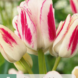 X   7 TULIPA CANDY CLUB 11/12