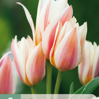 X   7 TULIPA QUEBEC 11/12