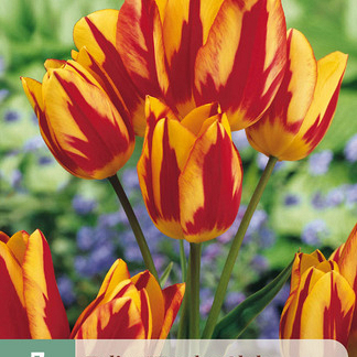 X   7 TULIPA WONDER CLUB 11/12