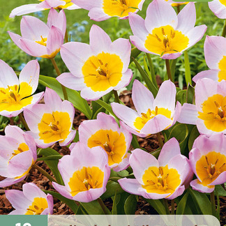 X 10 TULIPA BAKERI LILAC WONDER 6/+