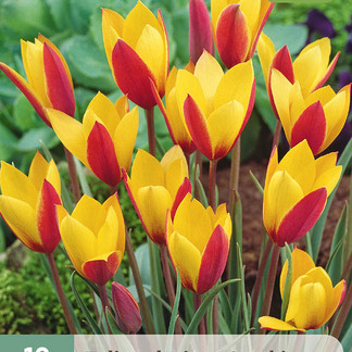 X 10 TULIPA CLUSIANA CYNTHIA 6/+