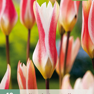 X 10 TULIPA CLUSIANA STELLATA 6/+