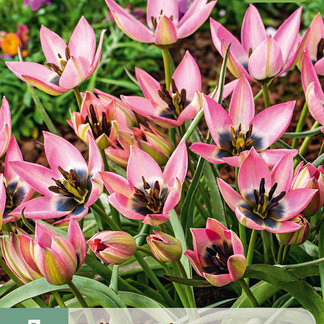 X   7 TULIPA DANIQUE 6/+