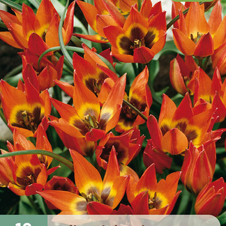 X 10 TULIPA LITTLE PRINCESS 6/+