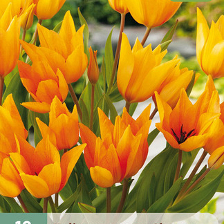 X 10 TULIPA PRAESTANS SHOGUN 8/9