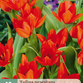 X 10 TULIPA PRAESTANS ZWANENBURG VARIETY 8/9
