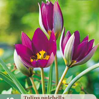 X 10 TULIPA PULCH. PERSIAN PEARL 6/+